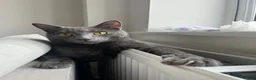 Mixed Breed cats for sale: Mixed breed grey male cat  - Advert 3