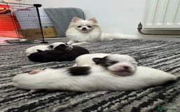 Pomeranian dogs for sale: Cute Pomeranian Puppies Looking for loving home - Image 1