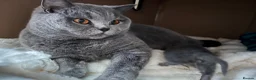 British Shorthair cats for sale: Beautiful British short hair female  - Advert 9