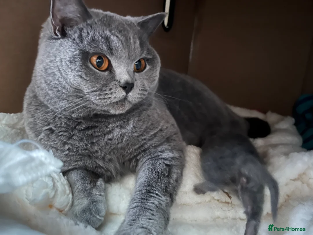 British Shorthair cats for sale: Beautiful British short hair female  - Advert 9