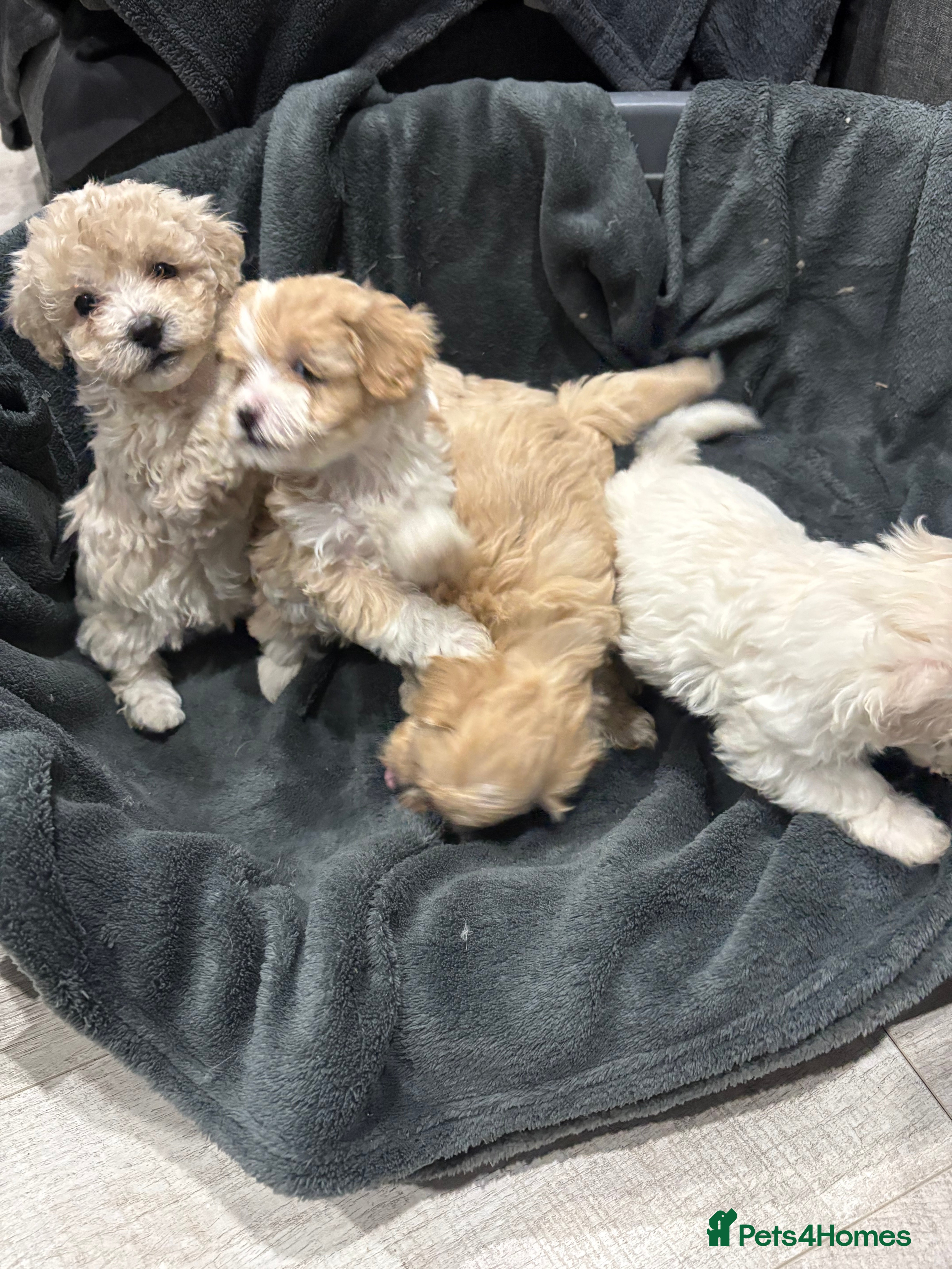 Maltipoo dogs Stunning maltipoo puppies   - Advert 1