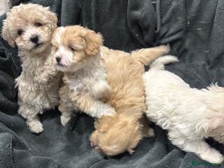 Maltipoo dogs Stunning maltipoo puppies - Advert 5