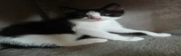 Mixed Breed cats for sale: Mixed ragdoll  - Advert 6