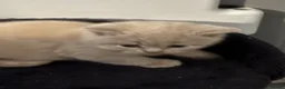 British Shorthair cats for sale: Stunning GCCF reg BSH kittens  - Advert 7