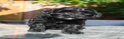 Cockapoo dogs for sale: 🌟 Vet-Checked F2 Cockapoo Girls – Ready 24 July🐾 - Advert 4