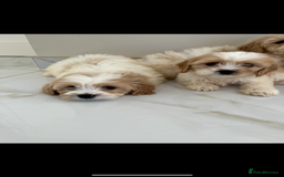 Cavapoo dogs for sale: Stunning Blenheim F1 Cavapoo’s puppies  - Image 10