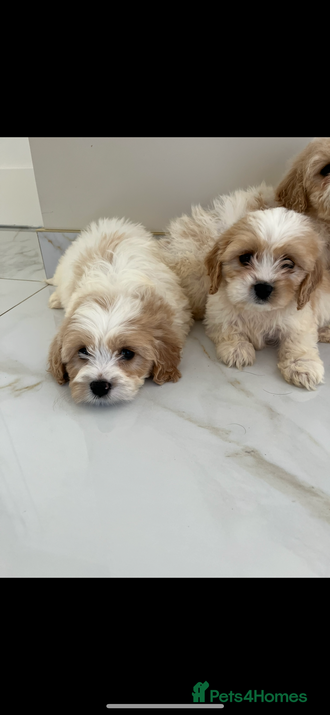Cavapoo dogs for sale: Stunning Blenheim F1 Cavapoo’s puppies  - Image 10