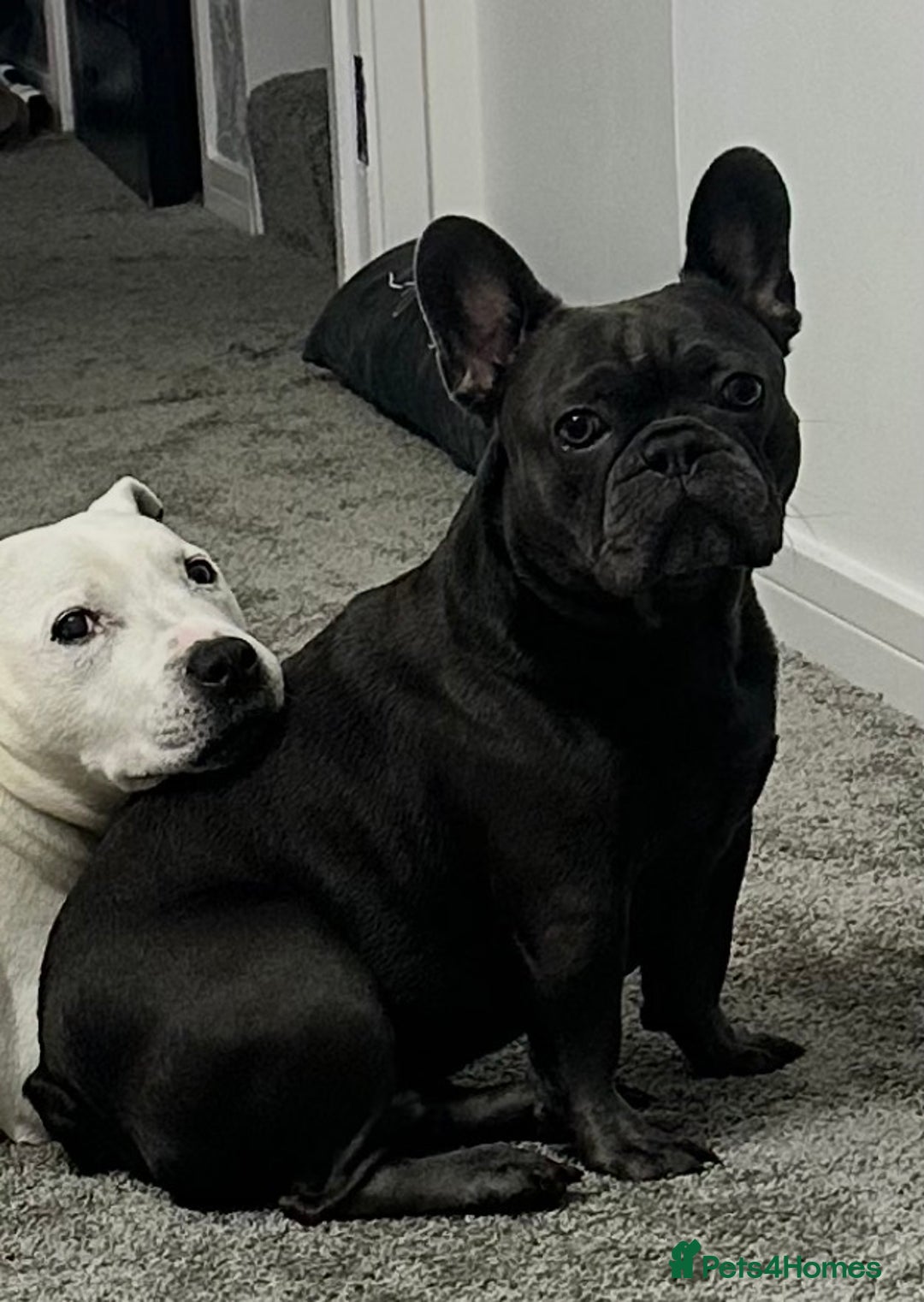French Bulldog dogs for sale: French bulldog 3 years old - Advert 5