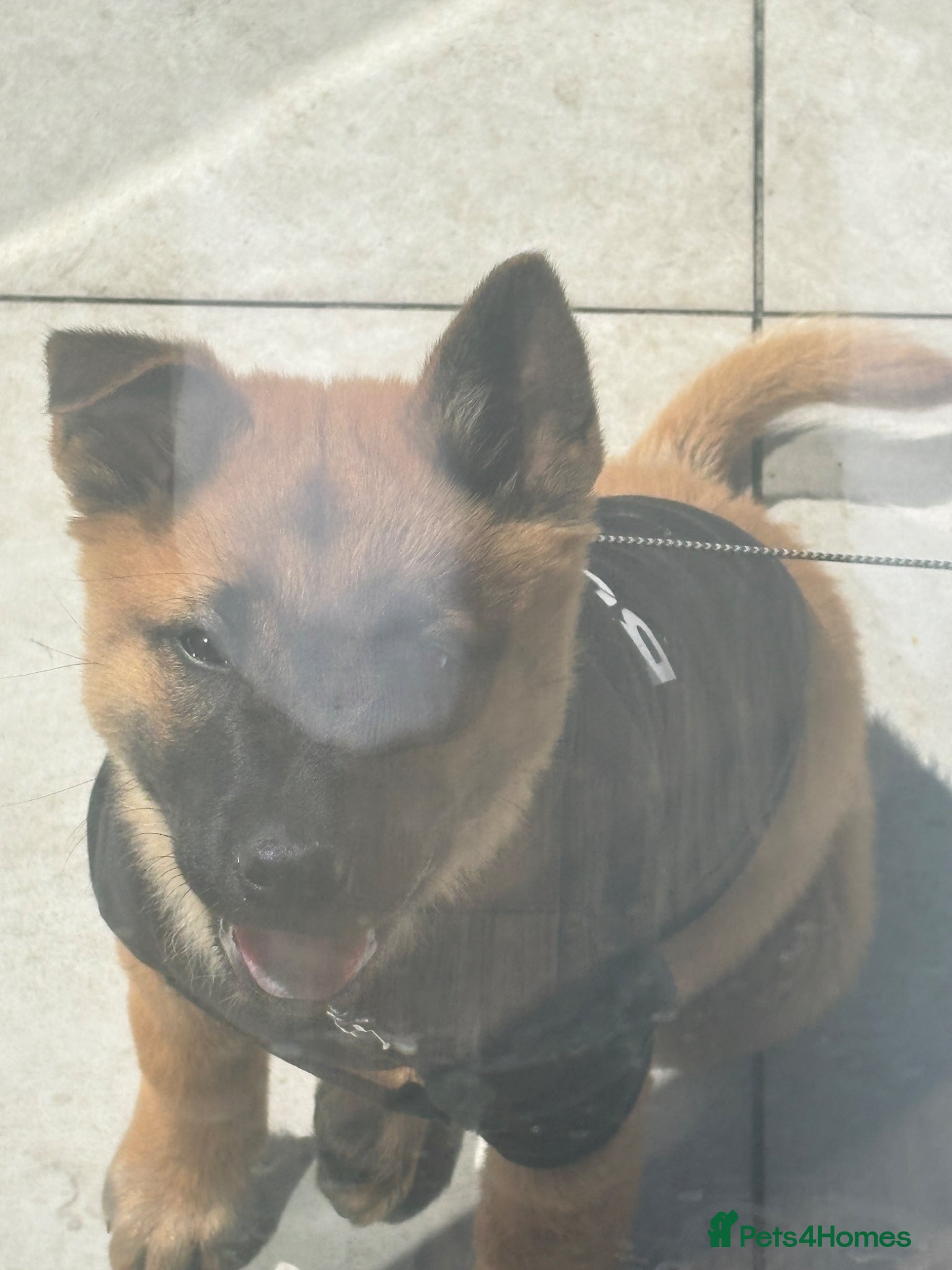 Mixed Breed dogs Chow chow x Belgium malionis  - Advert 1
