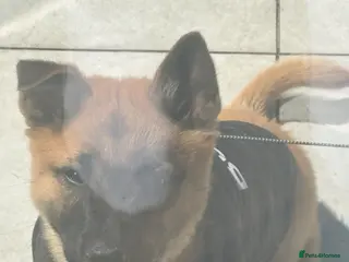 Mixed Breed dogs Chow chow x Belgium malionis - Advert 1