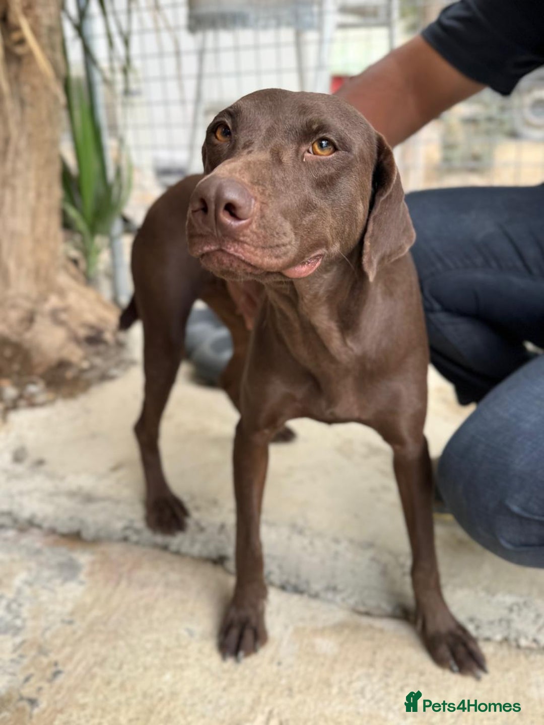 Mixed Breed dogs for adoption: Chocolate (Labrador/Pointer mix) - Advert 5