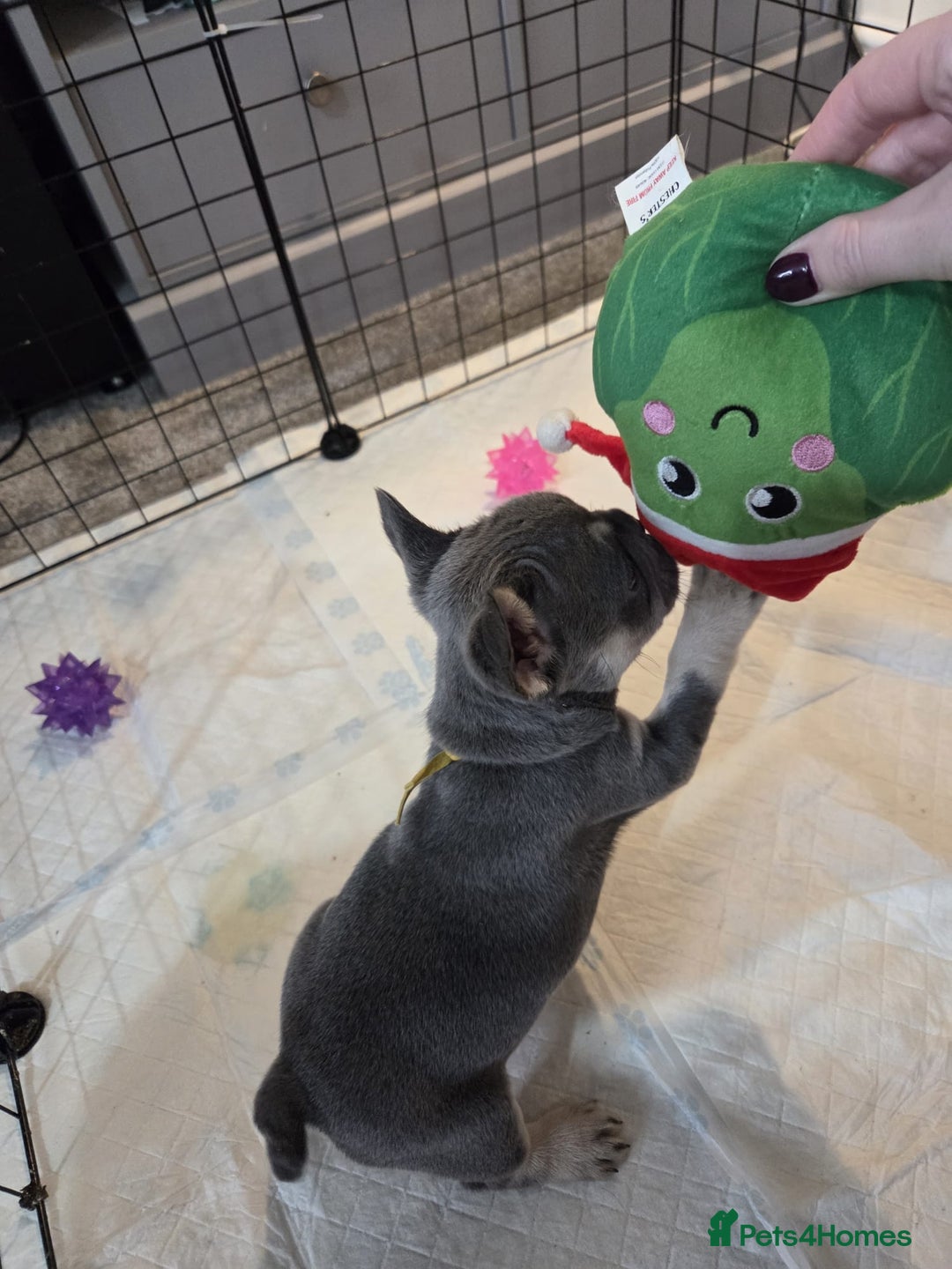 French Bulldog dogs for sale: 3x beautiful girl french bulldog puppies  - Advert 4