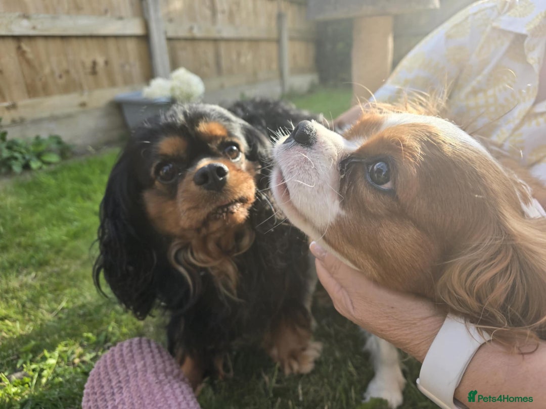 Cavalier King Charles Spaniel dogs for sale: Ruby boys kc cavalier King Charles puppies  - Image 21