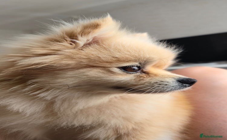 Pomeranian dogs - Advert 3
