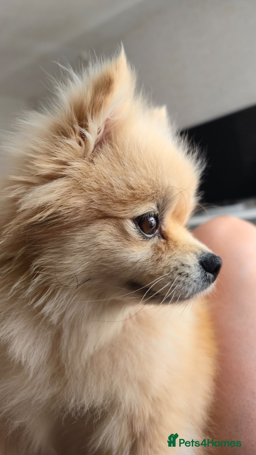 Pomeranian dogs for sale: Female Pomeranian  - Image 1