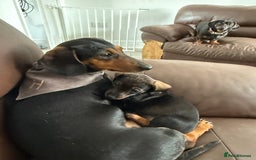 Miniature Dachshund dogs for sale: miniture dacshunds - Image 9