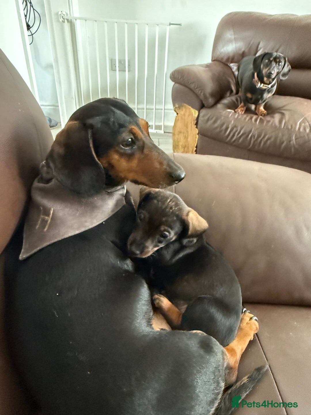 Miniature Dachshund dogs for sale: miniture dacshunds - Image 9