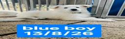 White Swiss Shepherd dogs for sale: Stunning KC reg long-coated White Swiss Shepherd - Advert 14