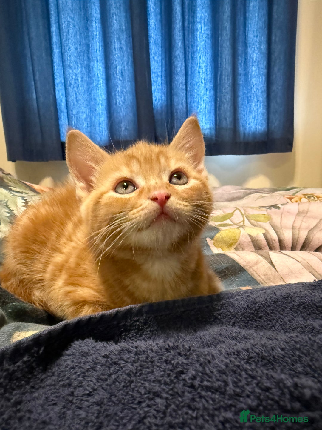 Mixed Breed cats for sale: 4 Gorgeous babies looking for their forever homes  - Advert 4