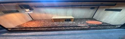 Tortoise reptiles for sale: Leopard Tortoise - Advert 4