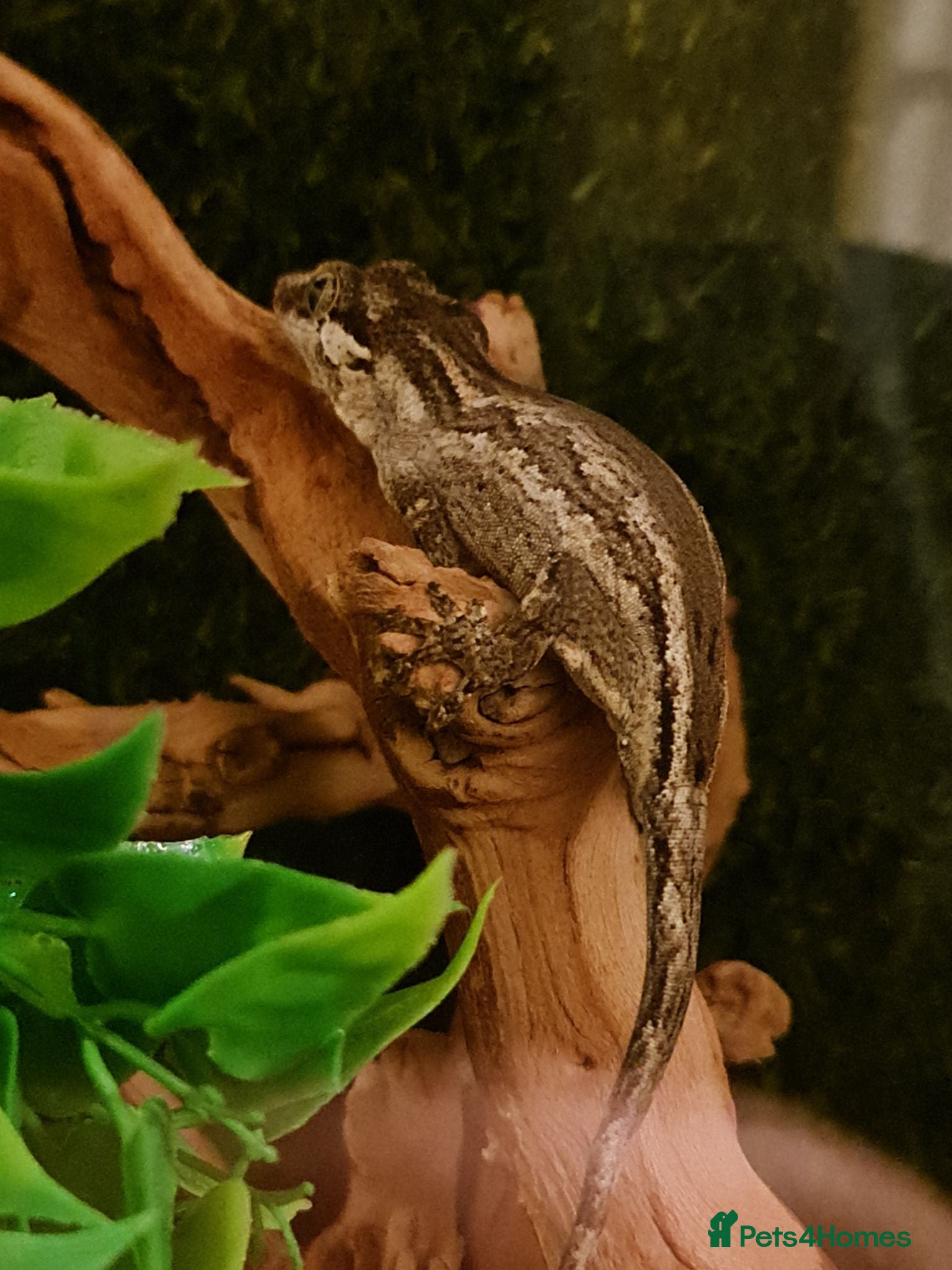 Gecko reptiles Female gargoyle gecko with full set up - Advert 1