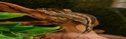 Gecko reptiles for sale: Female gargoyle gecko with full set up - Advert 1