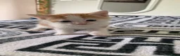 Mixed Breed cats for sale: Kittens for sale  in Nelson - Advert 4