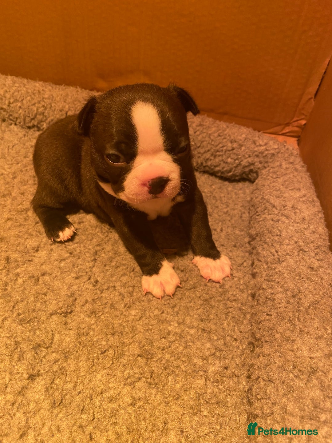 Boston Terrier dogs for sale: 🐾 Last Boston Terrier pup available 🐾 - Advert 8