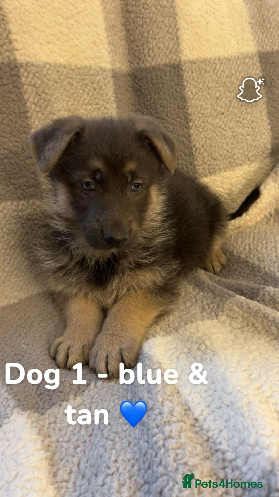German Shepherd dogs for sale: Beautiful litter of coloured German shepherds!  - Advert 14