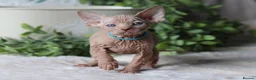 Sphynx cats for sale: Beautiful Pedigree Sphynx Kittens  - Advert 14