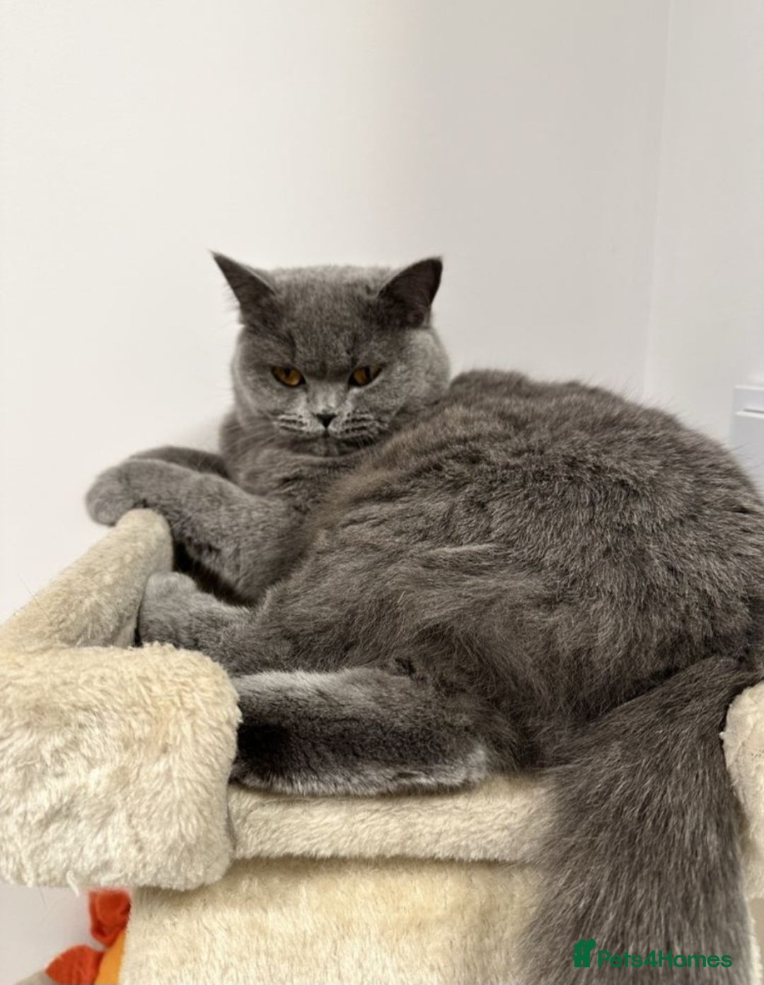 British Longhair cats for sale: Blue cat  - Image 2