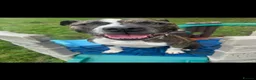 Mixed Breed dogs for sale: 10 year old Staffordshire bullmastiff in Guildford - Advert 1