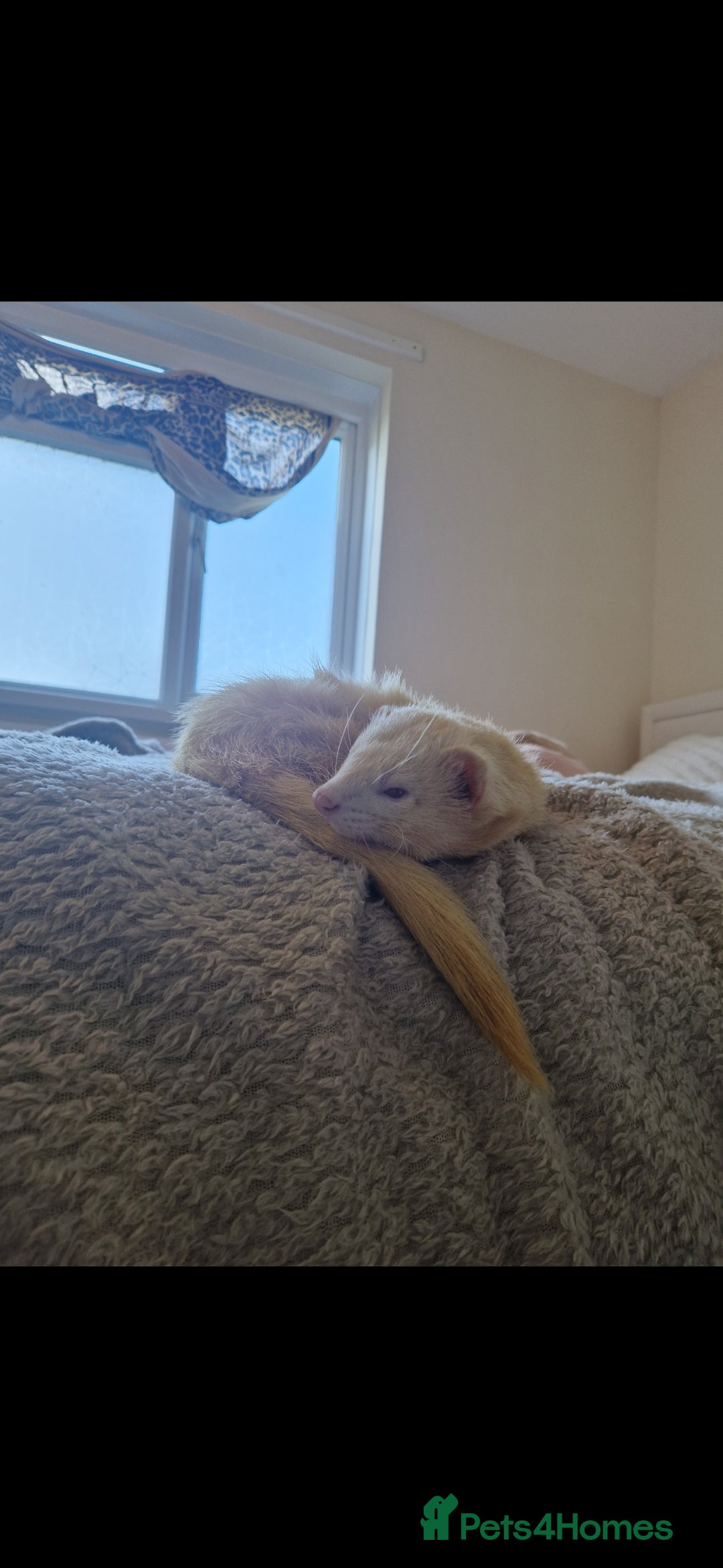 Ferret rodents for sale: 2 Male Albino Ferrets With Everything  - Image 12