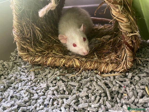 Buy Rats Rat rodents for sale | Pets4Homes