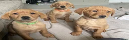 Labrador Retriever dogs for sale: Beautiful KC Labrador Pups Ready To Leave - Advert 14