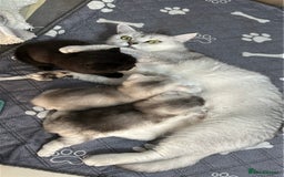 British Shorthair cats for sale: Adorable Kittens – Ready for Reservation  - Image 13