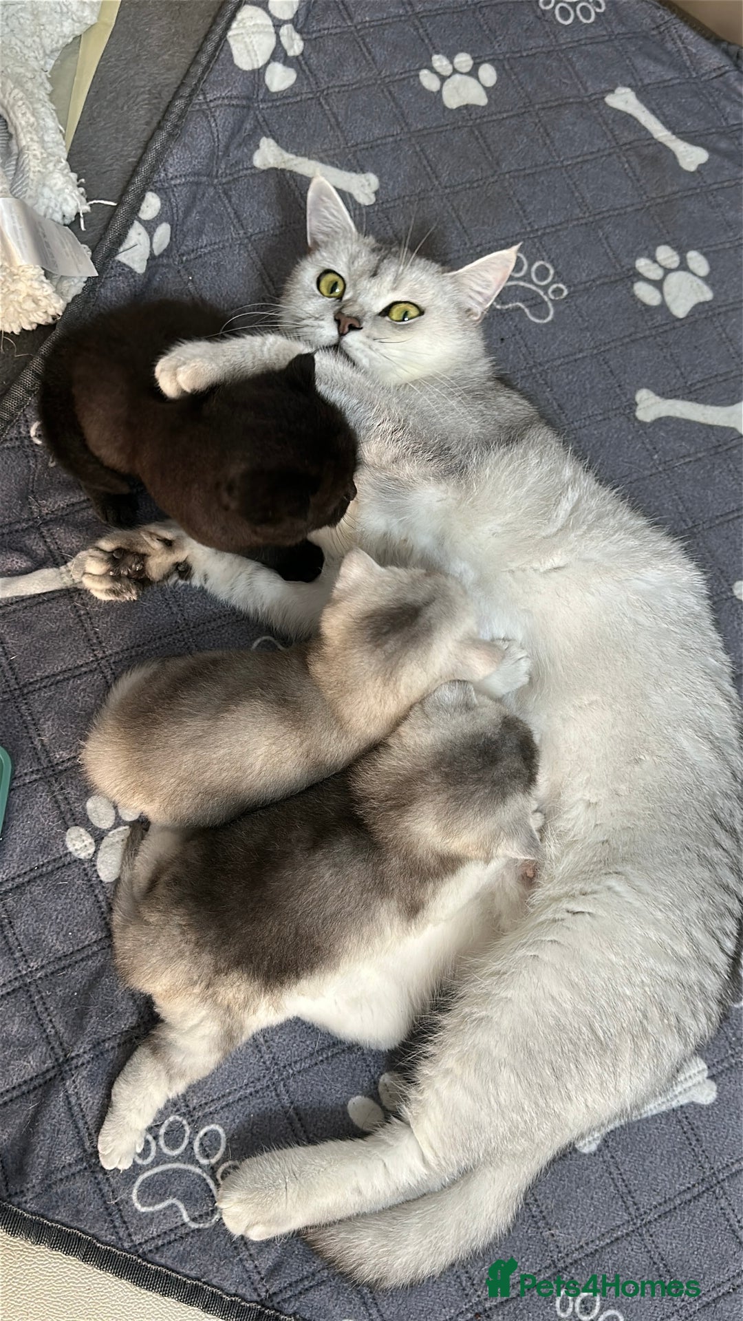 British Shorthair cats for sale: Adorable Kittens – Ready for Reservation  - Image 13