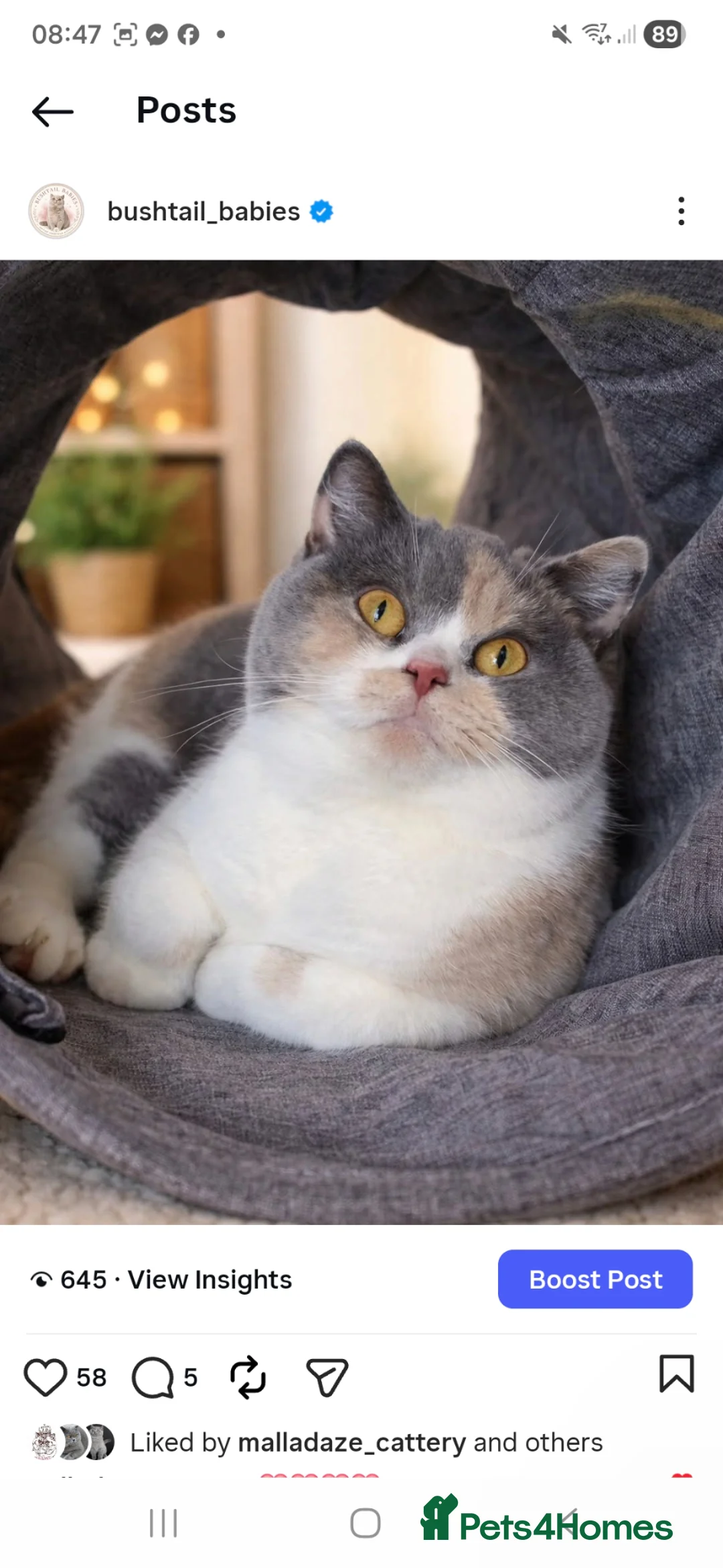 British Shorthair cats for sale: *** Last 2 GCCF British Shorthair kittens*** - Advert 10
