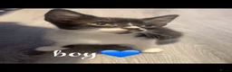 Domestic Shorthair cats for sale: 7 beautiful kittens looking for there forever home - Advert 7