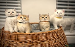 Scottish Fold cats for sale: 😻Pure breed Stunning Scottish straight angels 😻 - Image 18