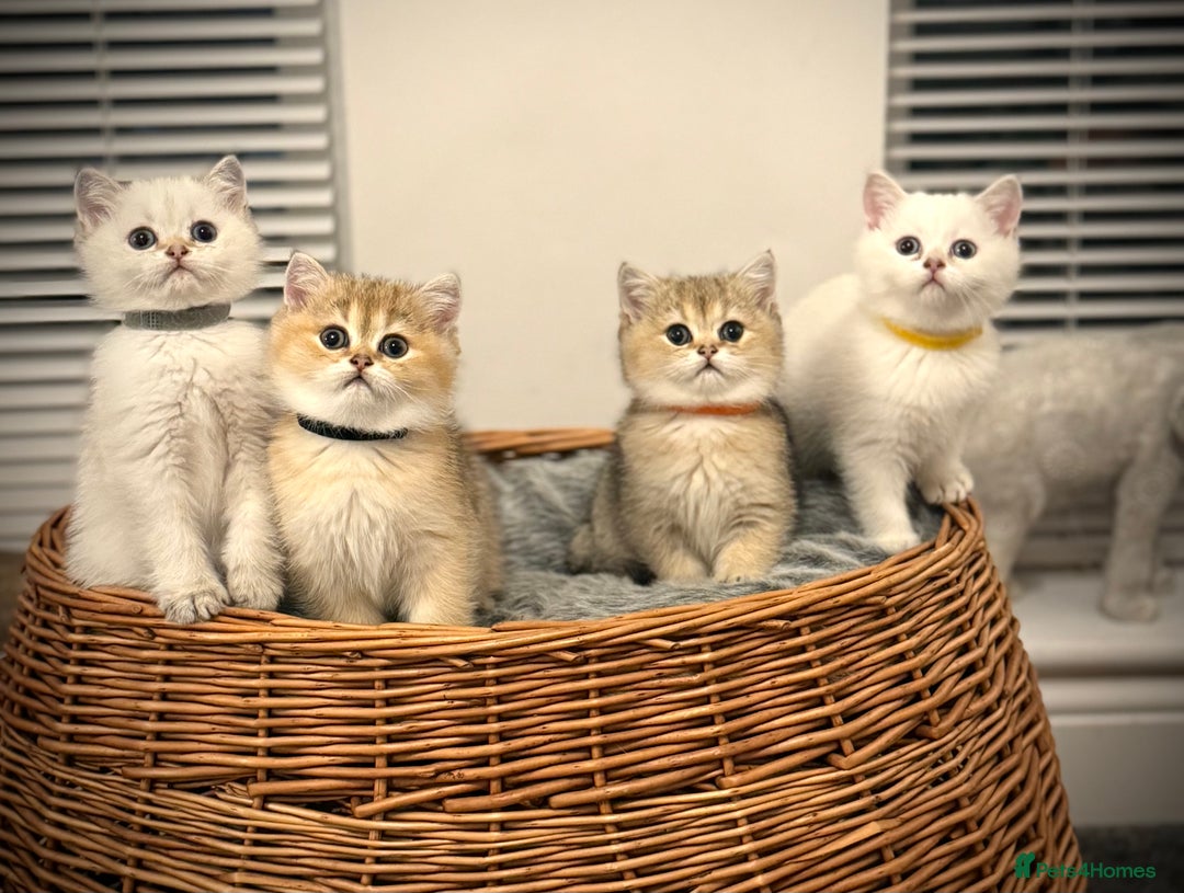 Scottish Fold cats for sale: 😻Pure breed Stunning Scottish straight angels 😻 - Image 18