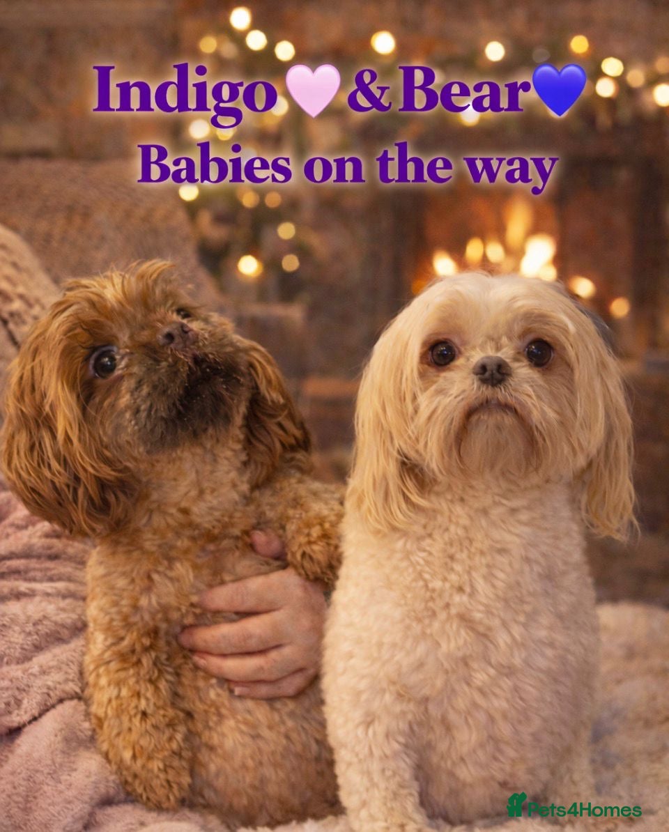 Shih Tzu dogs DNA Health Tested Shihtzu Waiting List - Advert 2