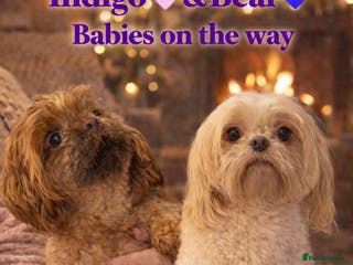 Shih Tzu dogs DNA Health Tested Shihtzu Waiting List - Advert 9