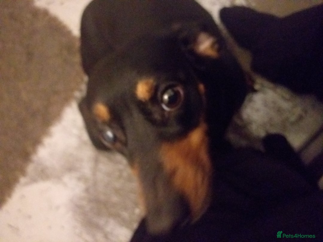 Chiweenie dogs for sale: Chihuahua cross dachshund for sale - Advert 2