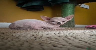 Sphynx cats - Advert 8