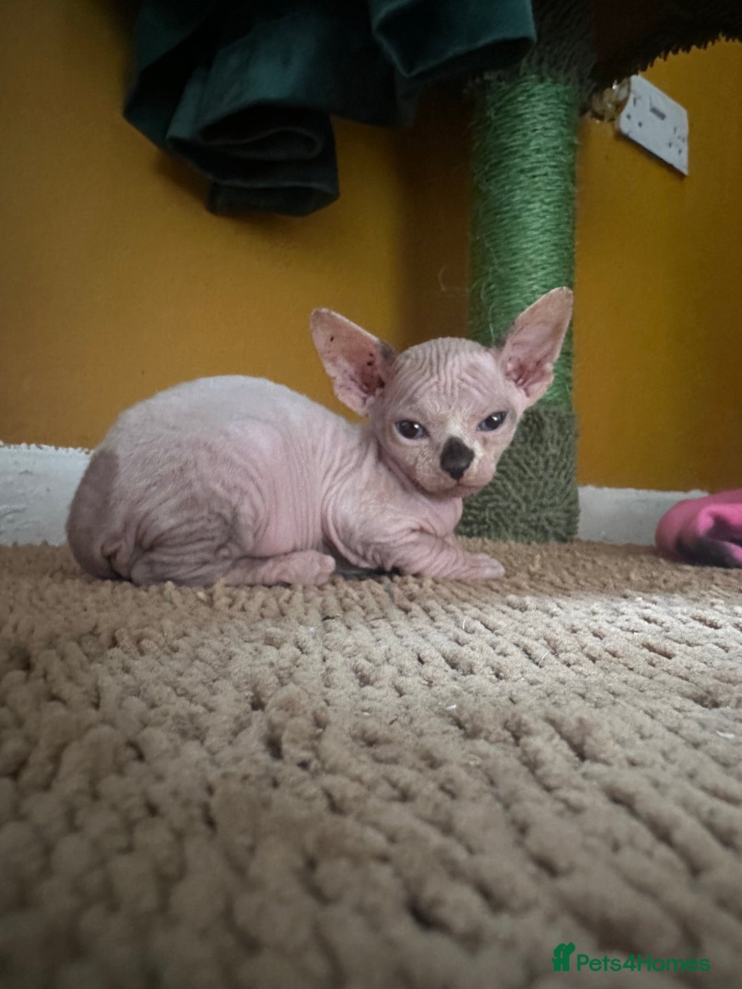 Sphynx cats for sale:  6 Beautiful Sphynx Kittens Ready Soon – 5★ - Image 2