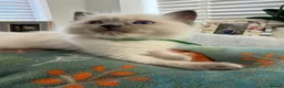 Ragdoll cats for sale: 2 ragdoll boy Kittens - Advert 22