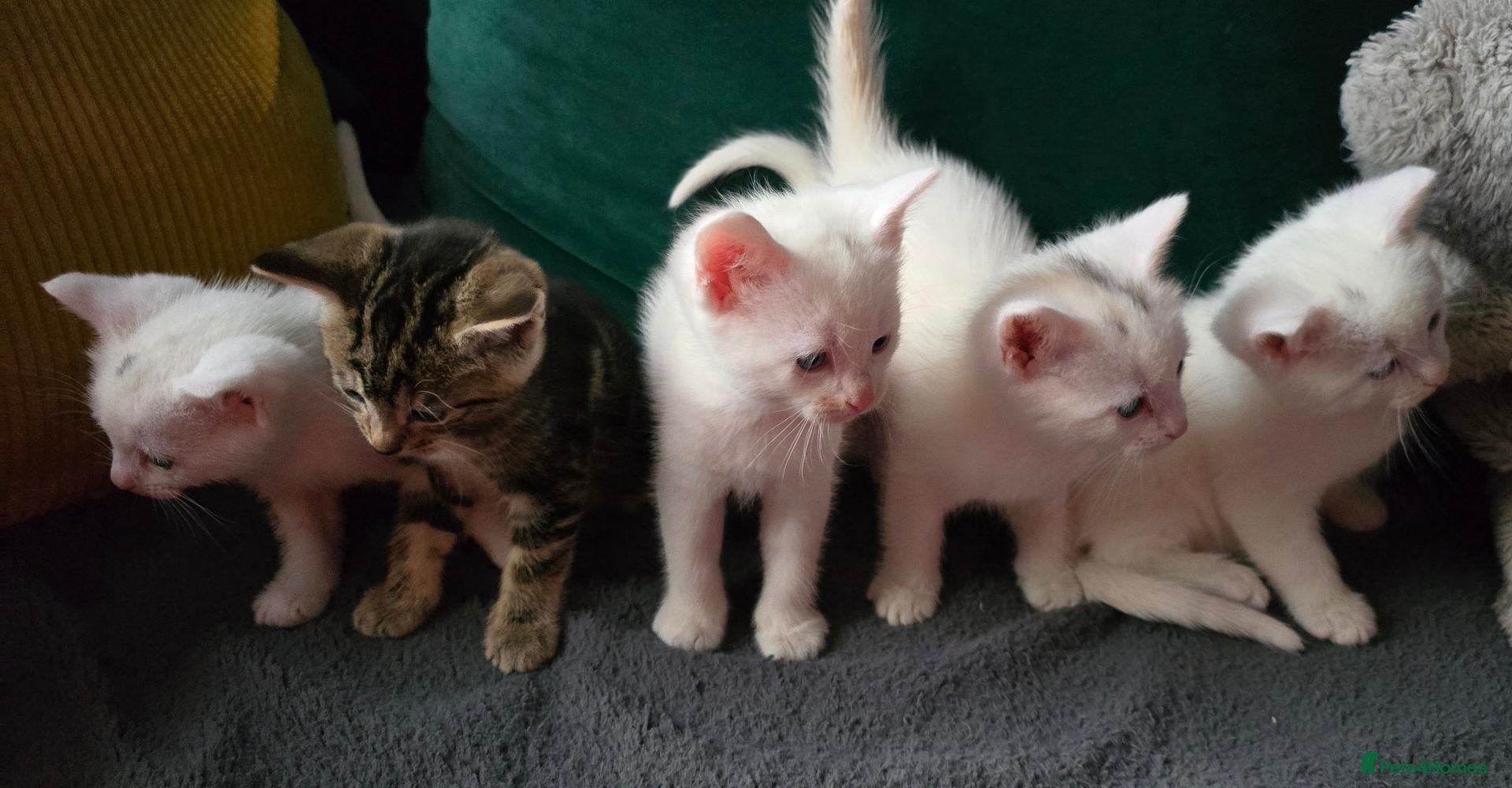 Mixed Breed cats Withe angora dad x mum toby kittens for sale - Advert 1