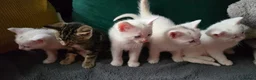Mixed Breed cats for sale: Withe angora dad x mum toby kittens for sale in Wisbech - Advert 6
