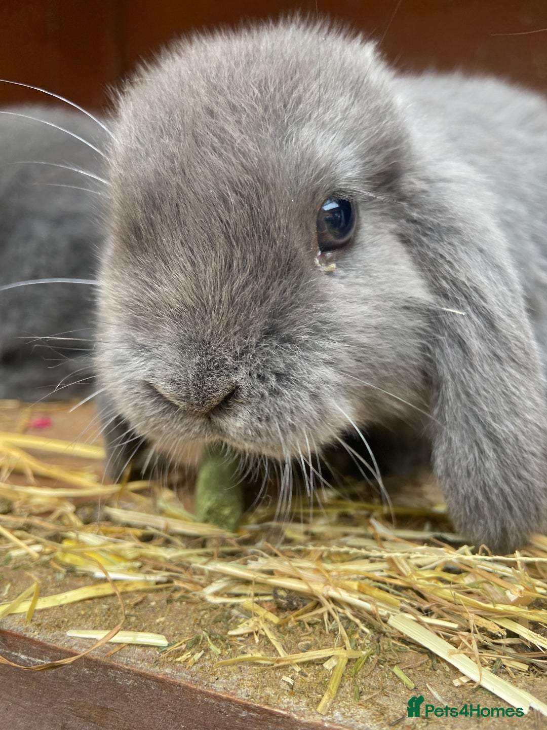 Mini Lop rabbits for sale: Male and Female mini lops  - Image 5